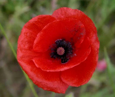 American Landmark Event: Memorial Day